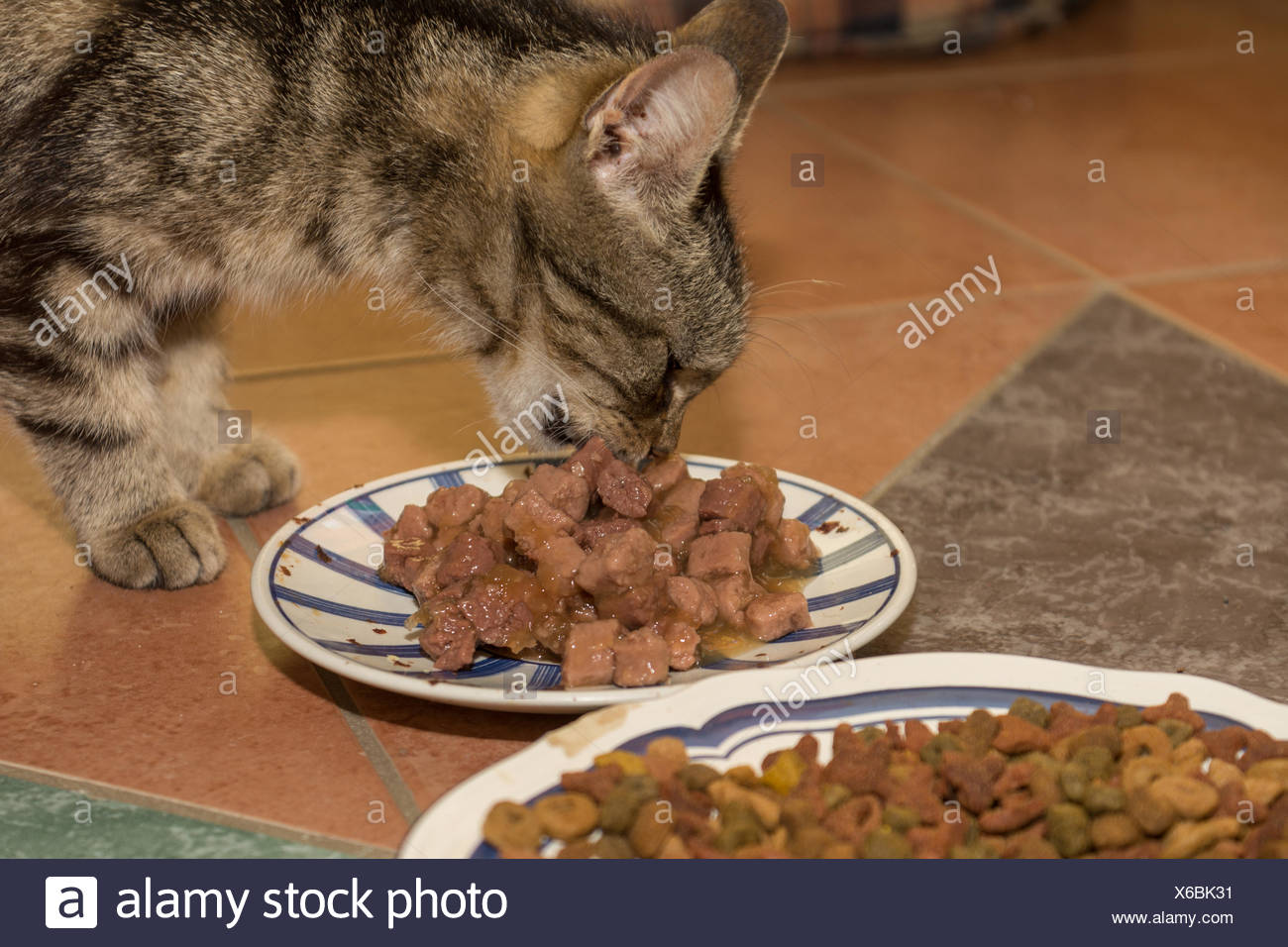 Cat eats wet food Stock Photo