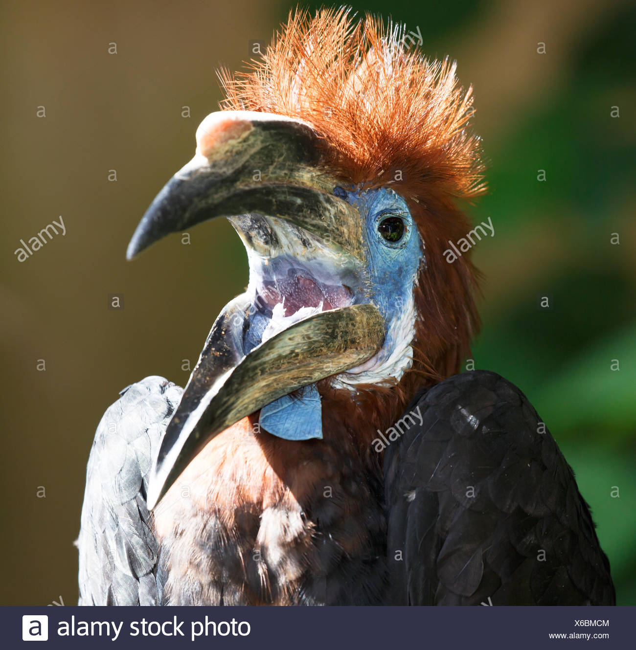 Black Casqued Hornbill High Resolution Stock Photography and Images Alamy