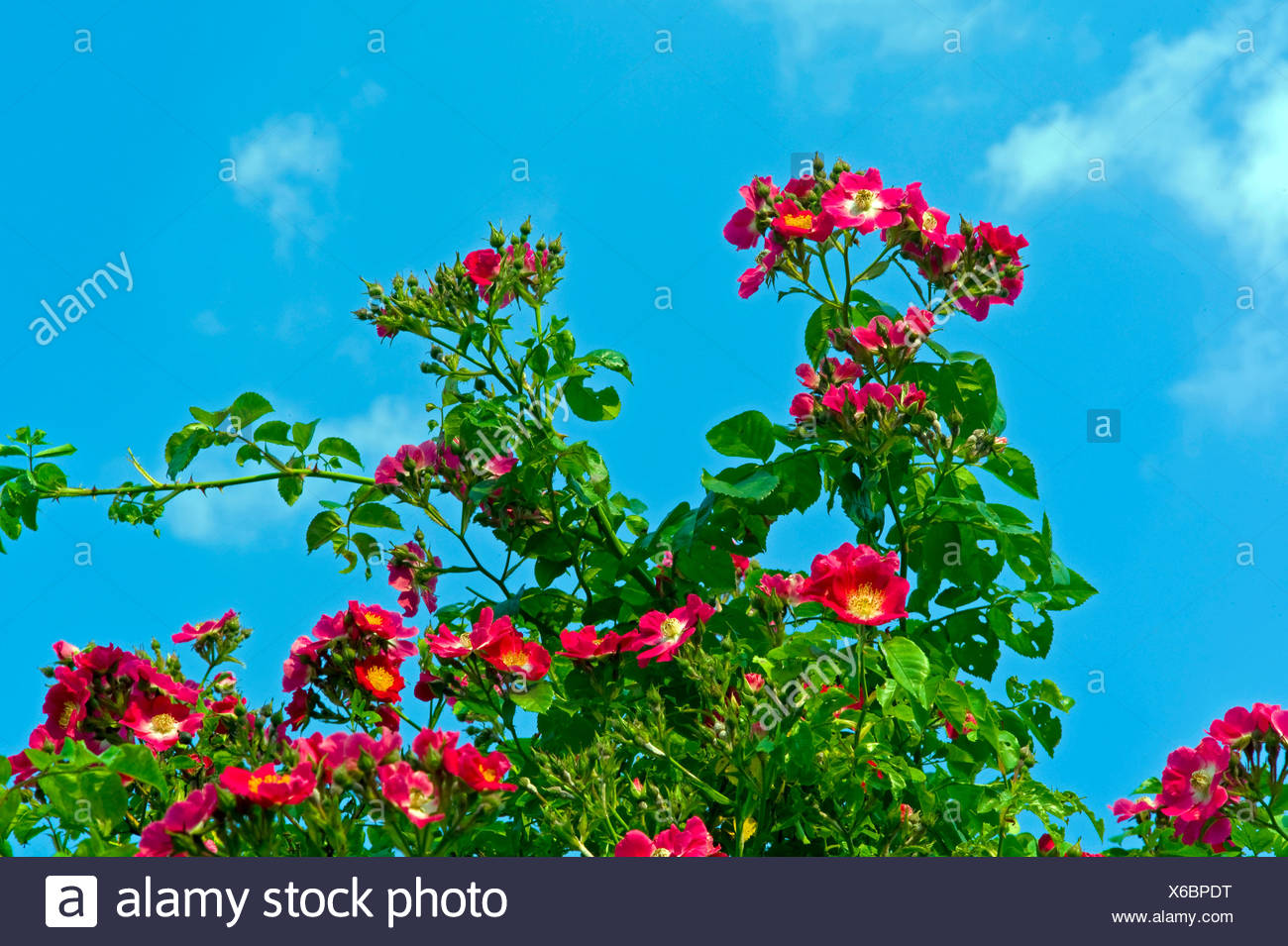 Rose American Pillar High Resolution Stock Photography And Images Alamy