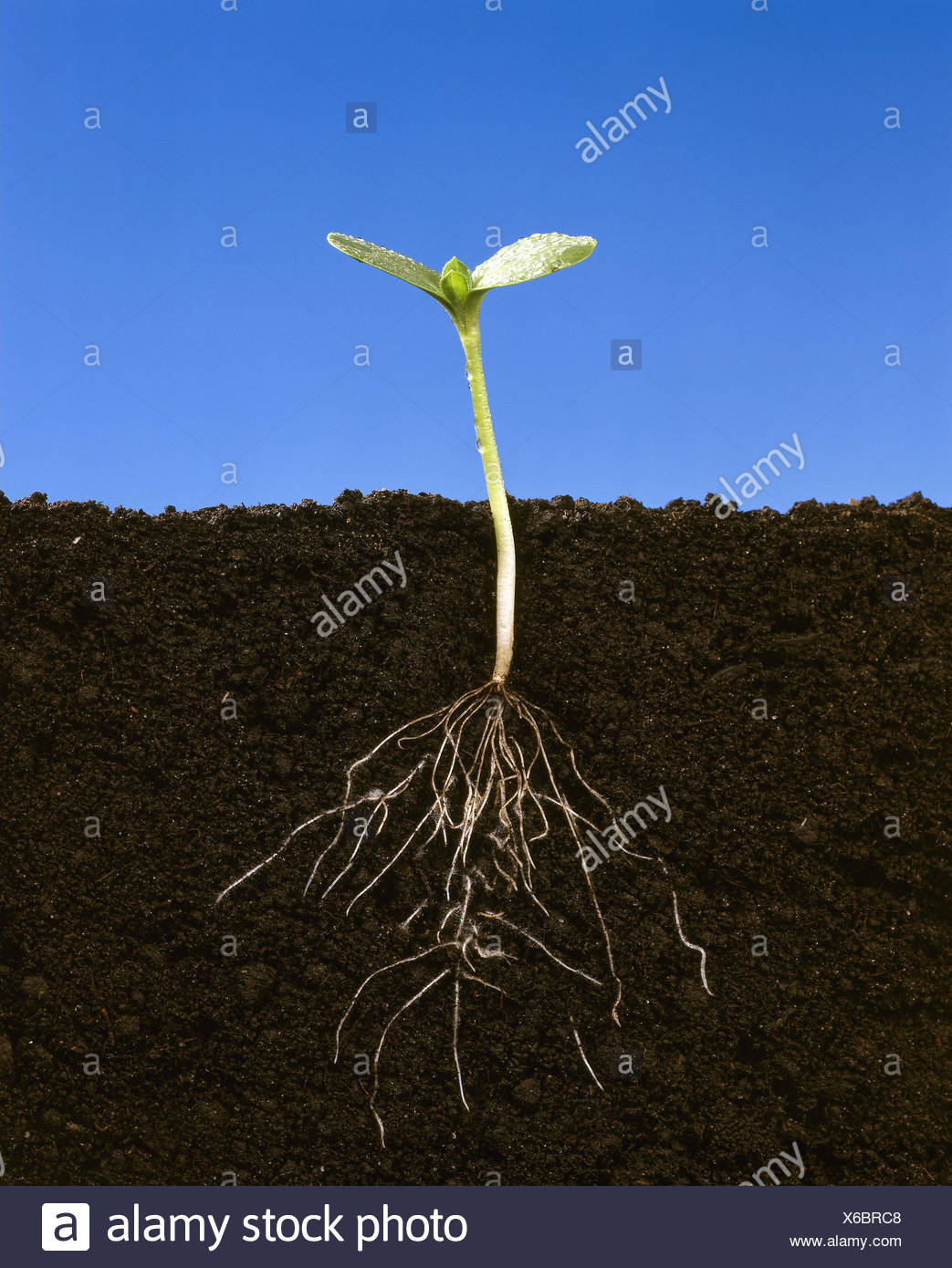 Sprout Sunflower High Resolution Stock Photography and Images Alamy