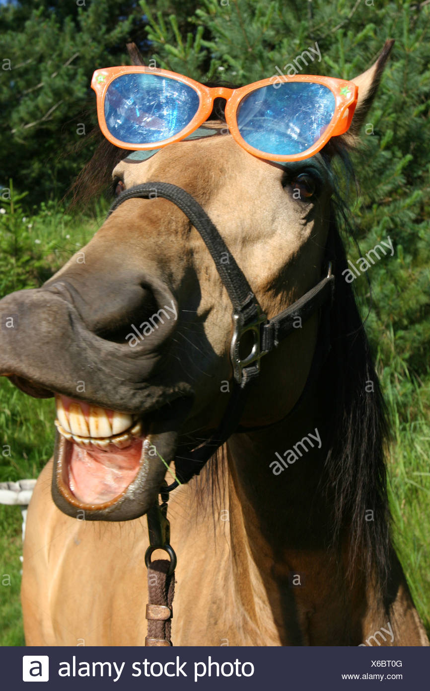 Horse Wearing Sunglasses High Resolution Stock Photography and Images