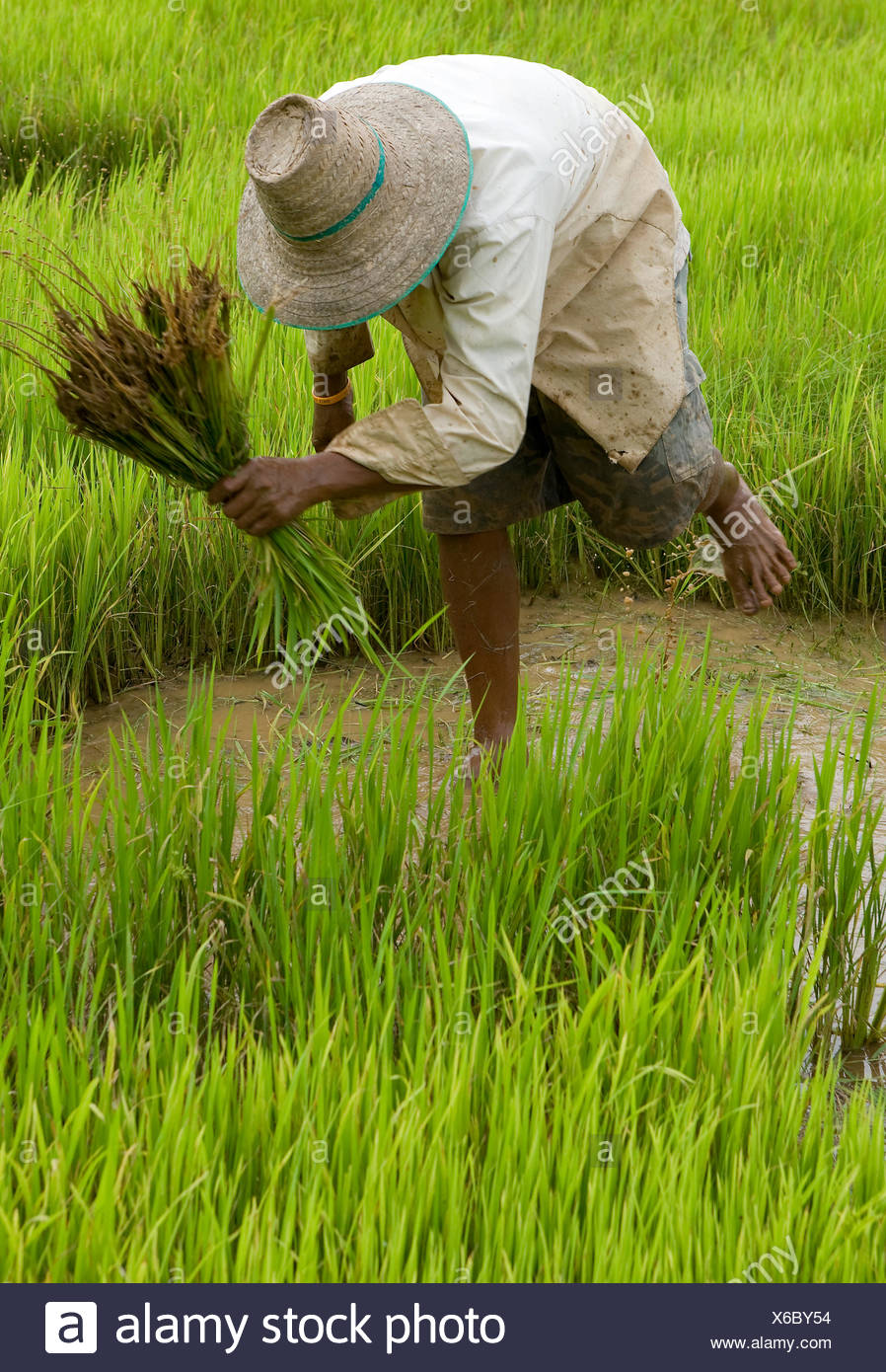 asia thailand paddy field Stock Photo