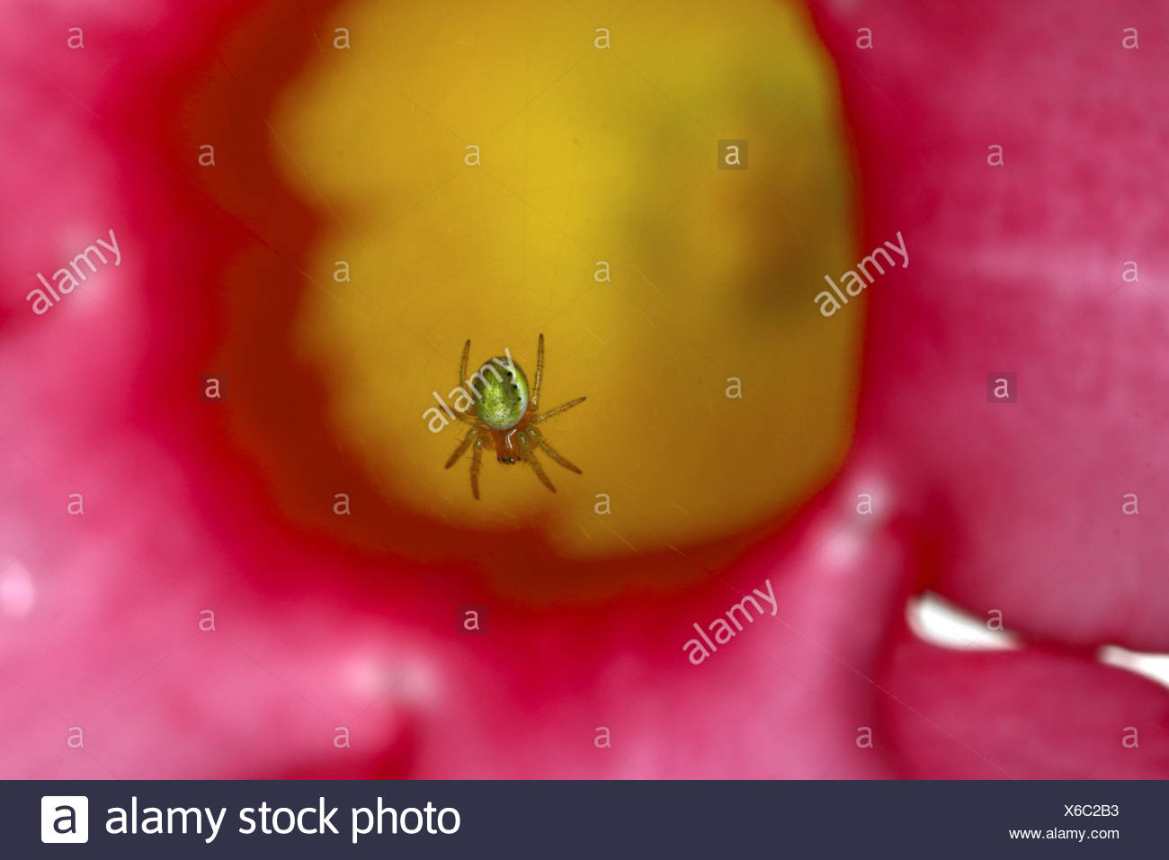 Cucumber green spider, Araniella cucurbitina Stock Photo