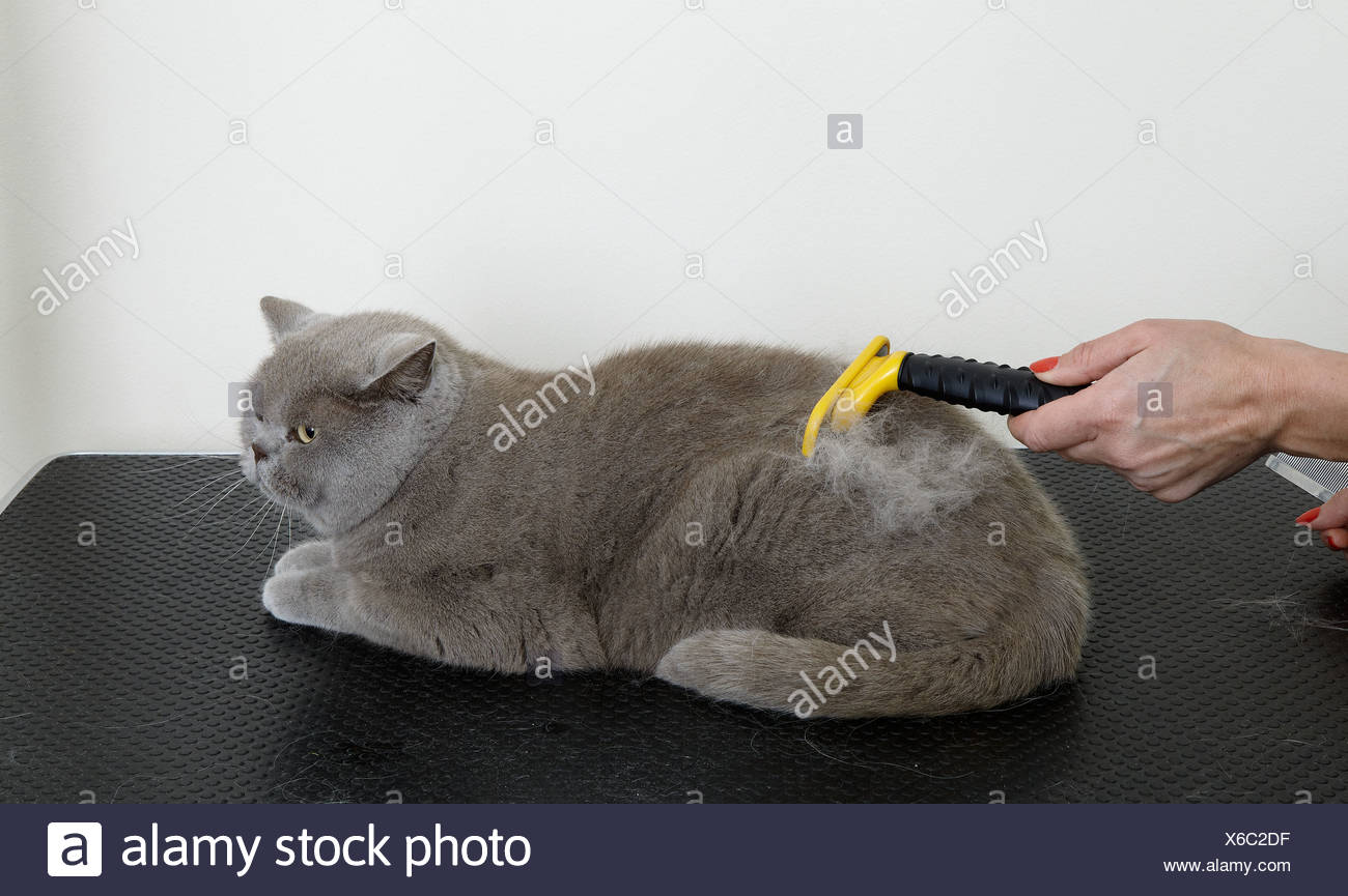 Shedding Pet Stock Photos Shedding Pet Stock Images Page 3 Alamy