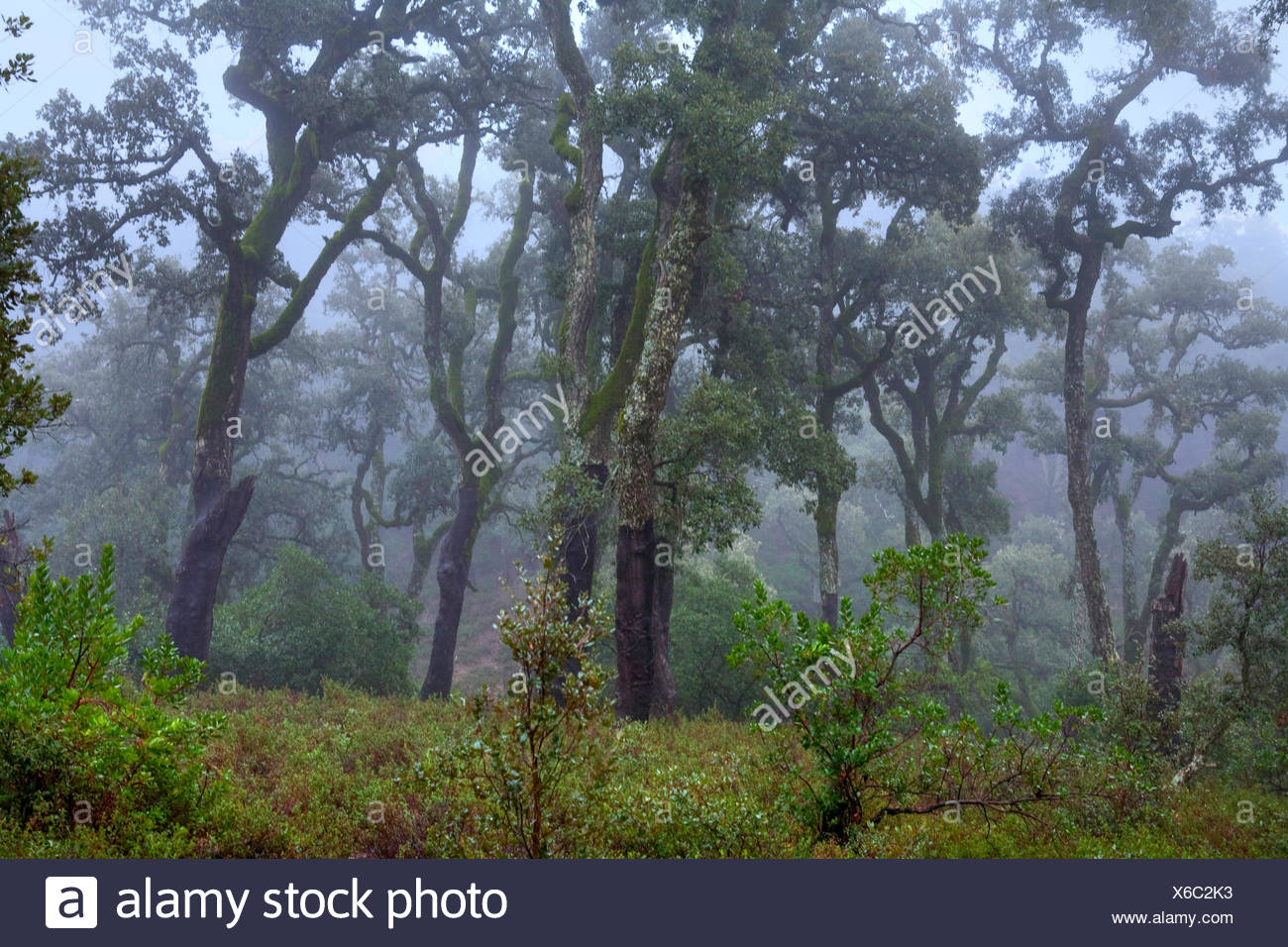 African Oak Tree High Resolution Stock Photography and Images Alamy