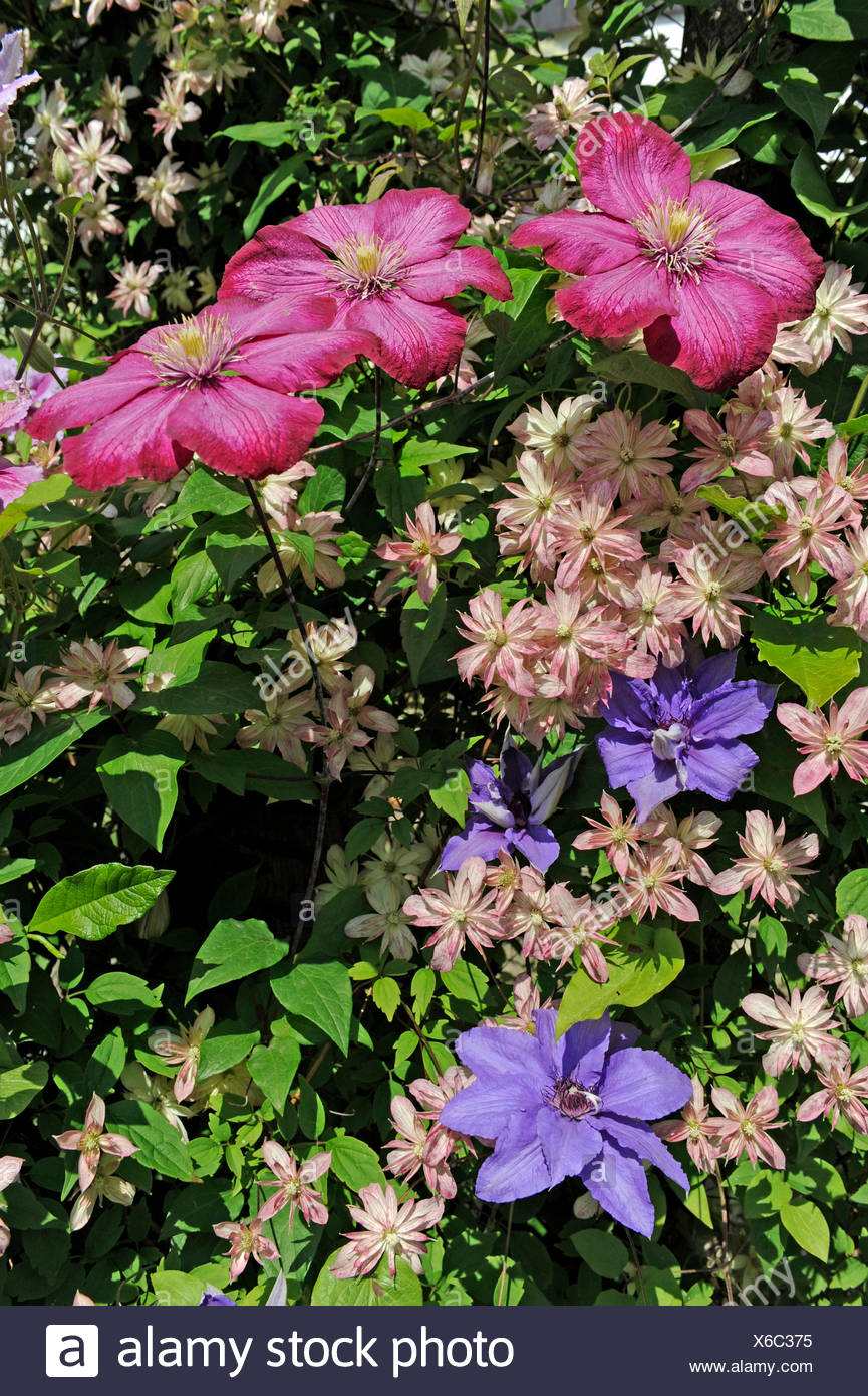 Sociable Growing Climbing Plants Clematis The Sorts Clematis Montana Dusky Star From New Zealand With Small Pale Pink Blossoms Clematis Ville De Lyons With Big Carmine Red Blossoms Clematis Piilu With Big
