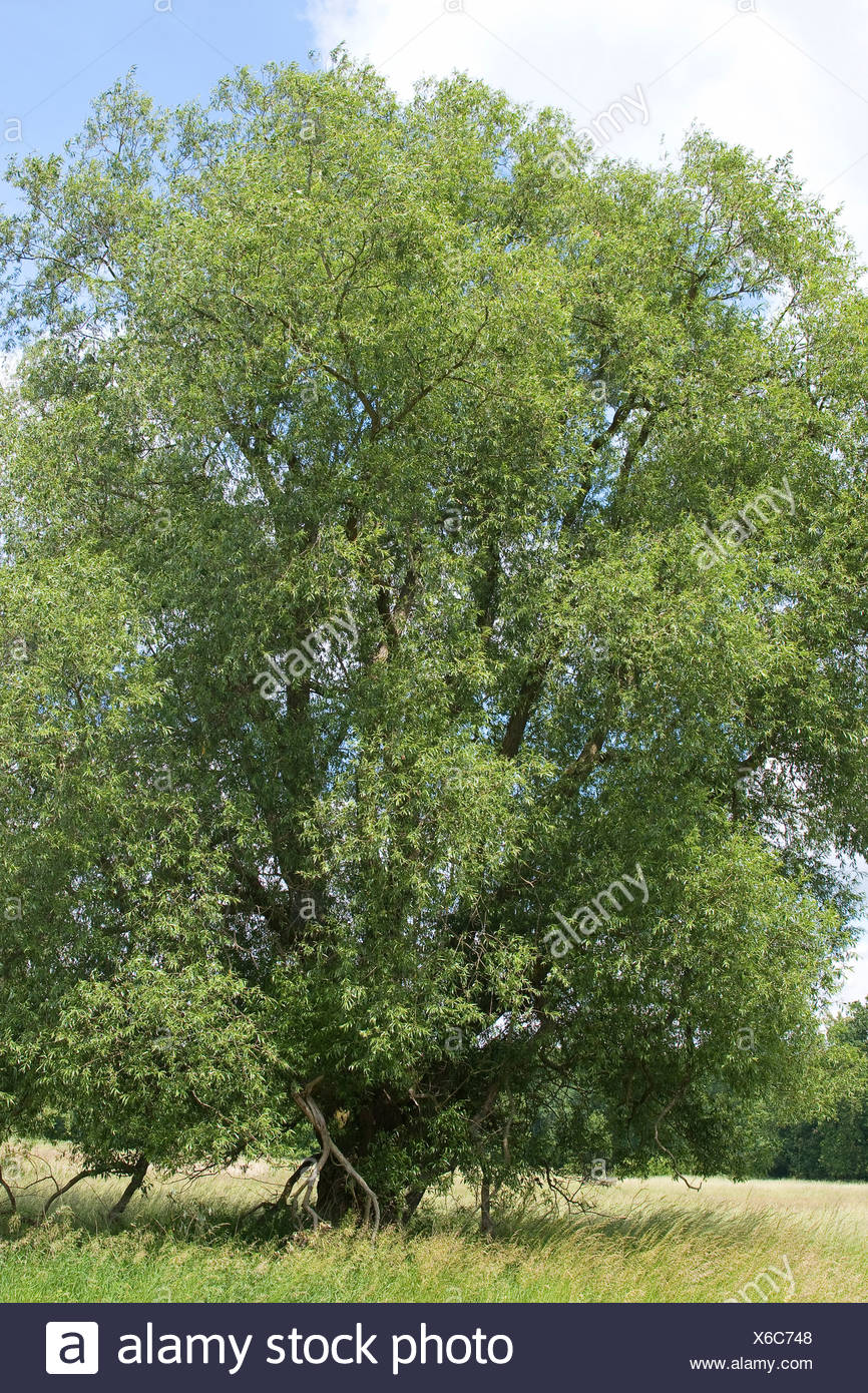 Crack Willow Salix Fragilis High Resolution Stock Photography and ...