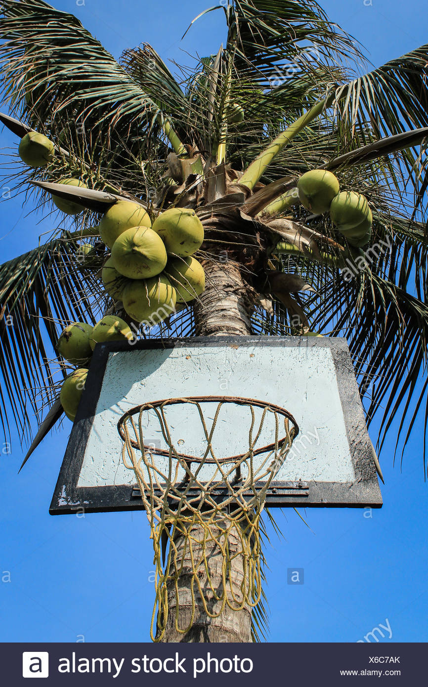 Palm Basketball Stock Photos & Palm Basketball Stock Images Alamy