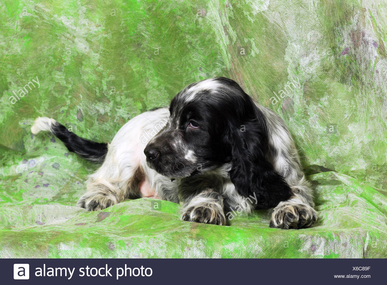 Page 3 Cocker Spaniel Puppy Black White High Resolution Stock Photography And Images Alamy
