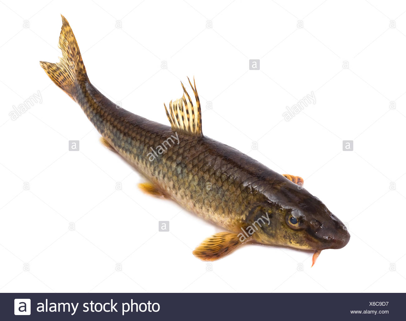 Gudgeon Fish Stock Photos & Gudgeon Fish Stock Images Alamy