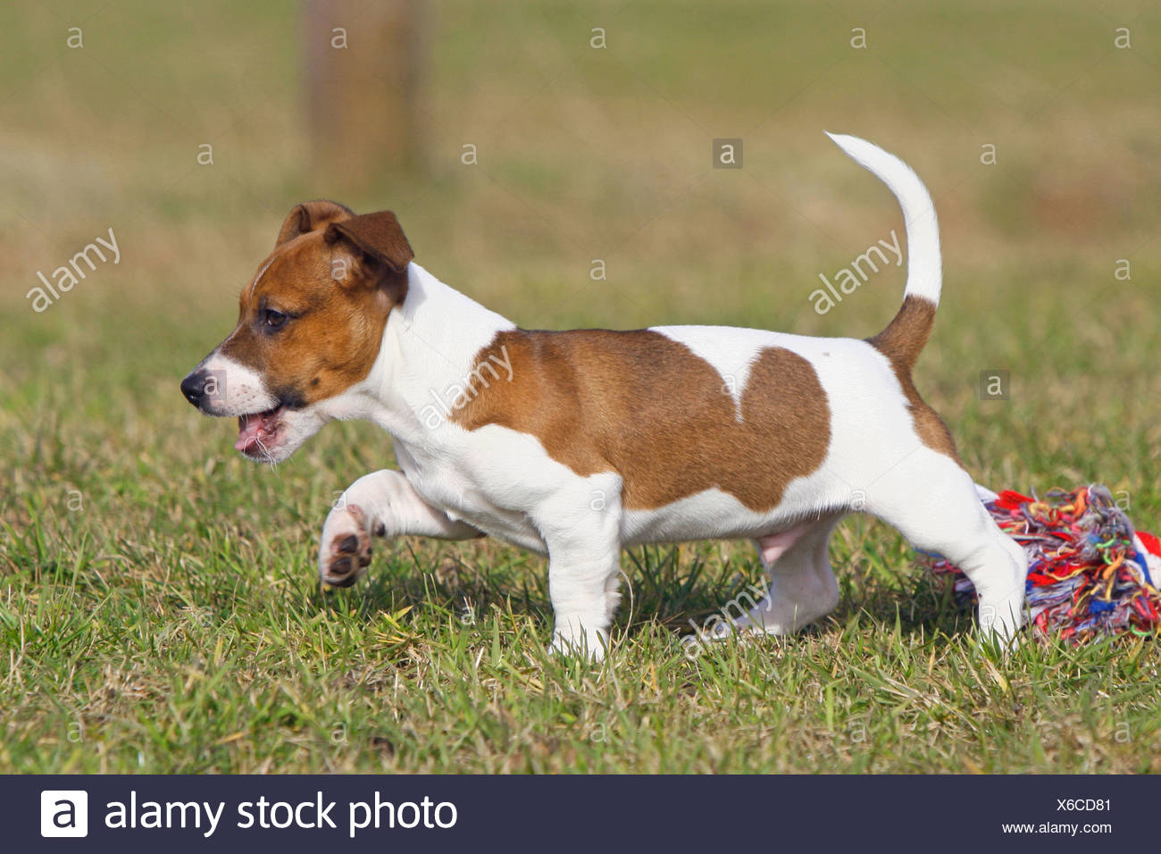 Jack Russell Terrier puppy with toy 
