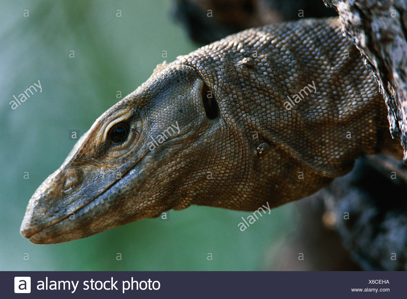 Monitor Lizards High Resolution Stock Photography and Images Alamy