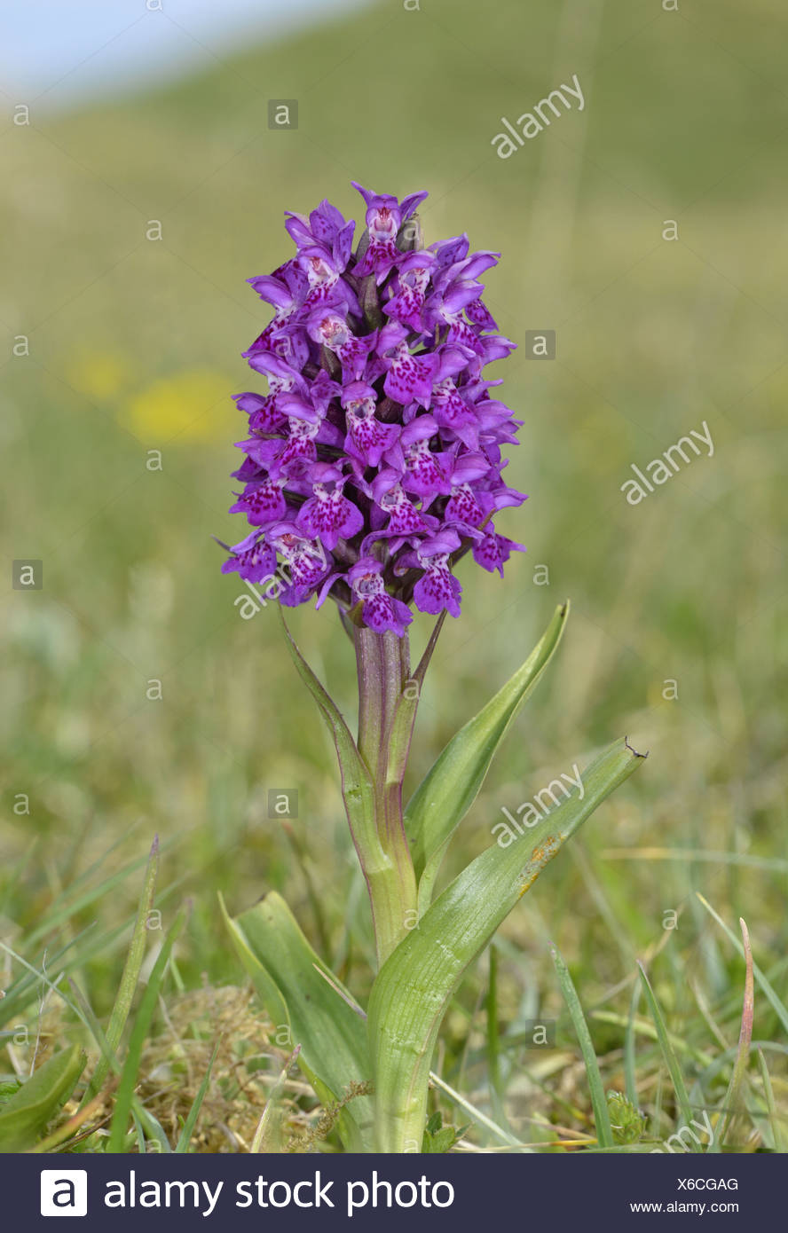 Northern marsh orchid Dactylorhiza purpurella UK native outdoor orchid