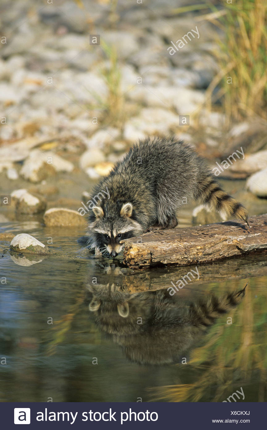 Raccoon Drinking Water High Resolution Stock Photography And Images Alamy raccoon-drinking-water-high-resolution-stock-photography-and-images-alamy