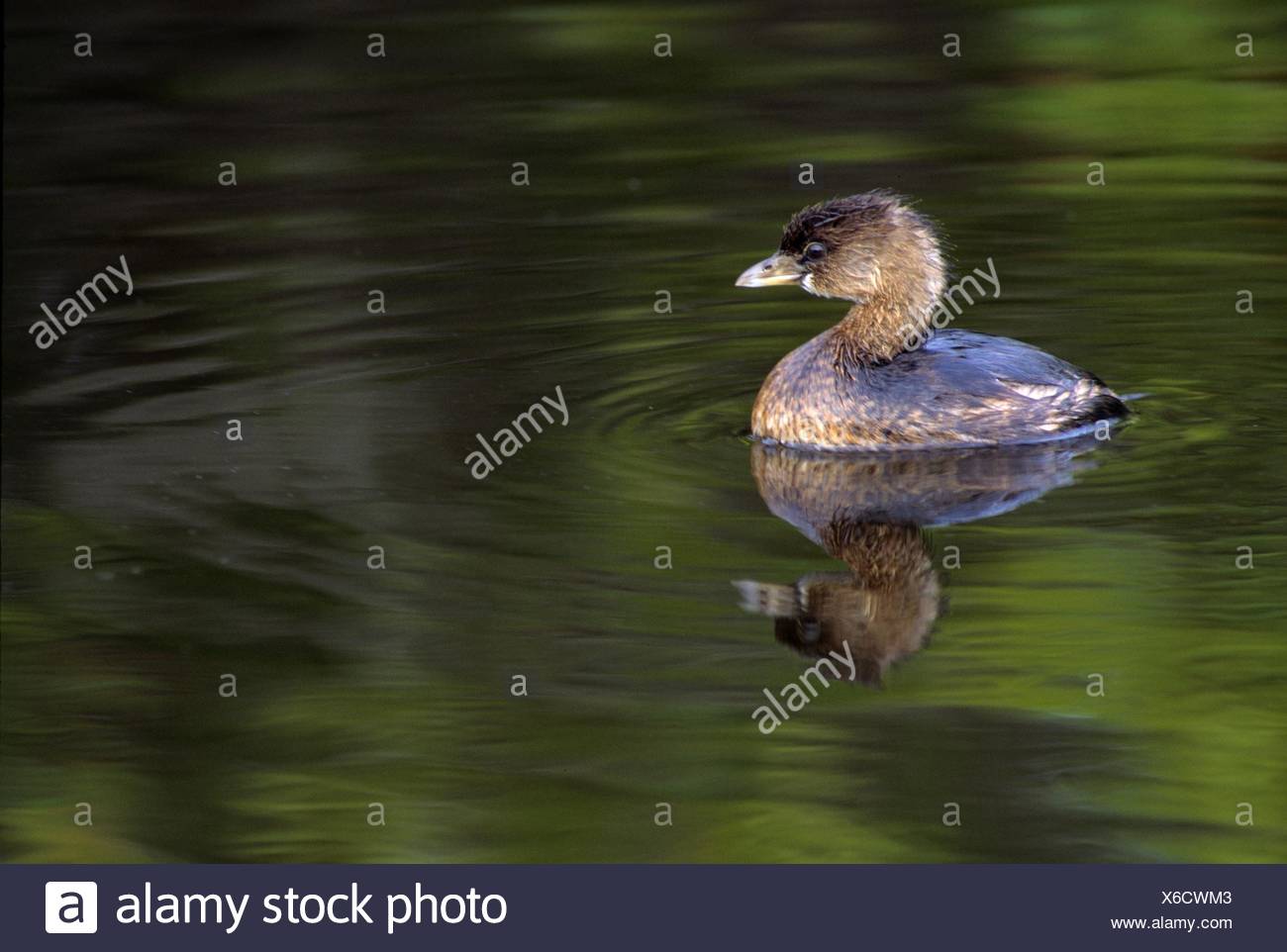 Pie Billed Stock Photos Pie Billed Stock Images Alamy