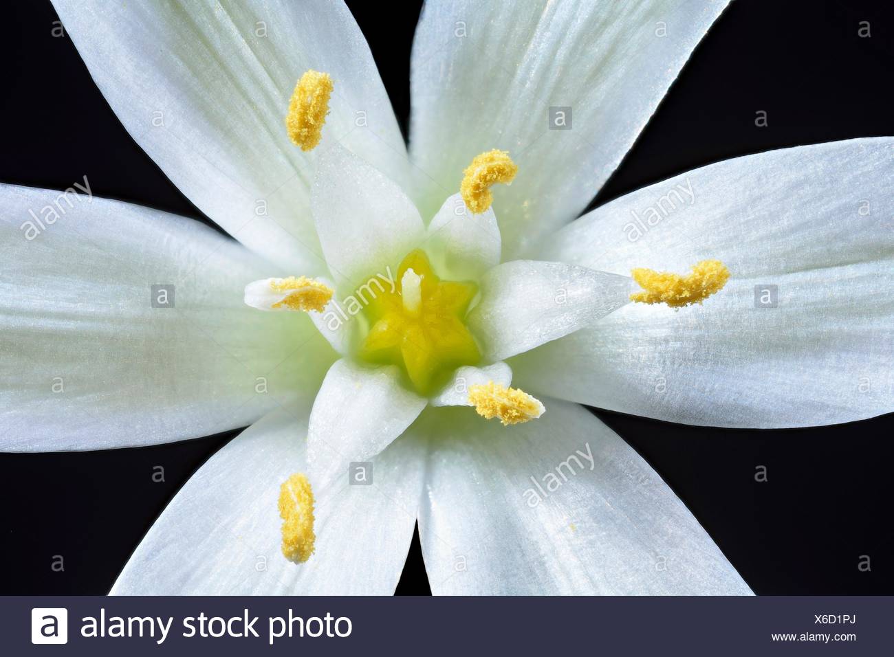6 Petal Flower High Resolution Stock Photography and Images Alamy