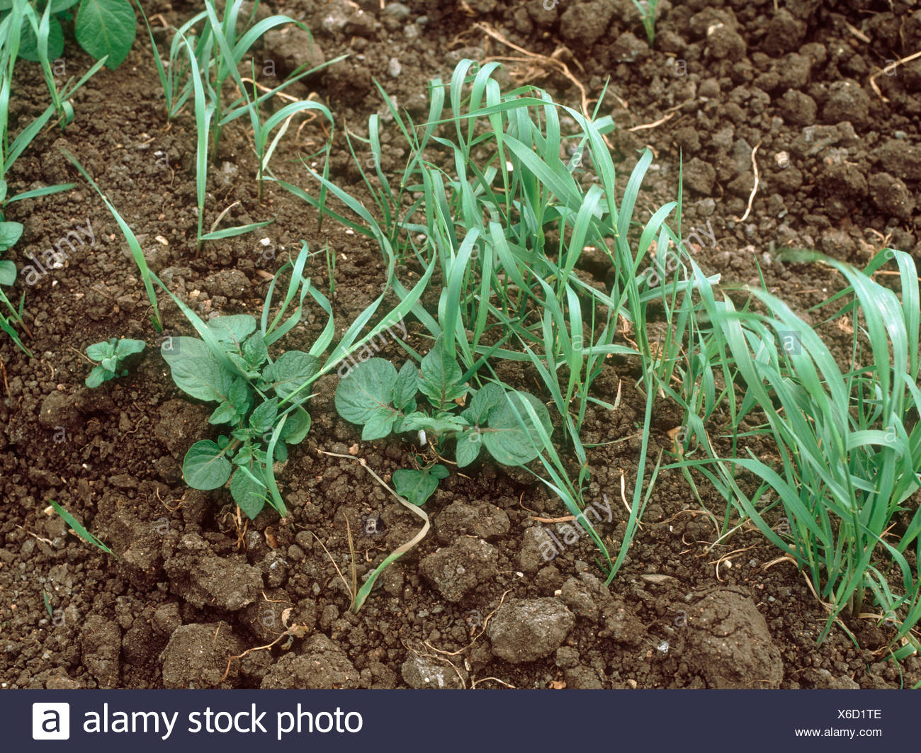 Couch Agropyron Repens Grass Weed In Young Potato Crop Stock Photo