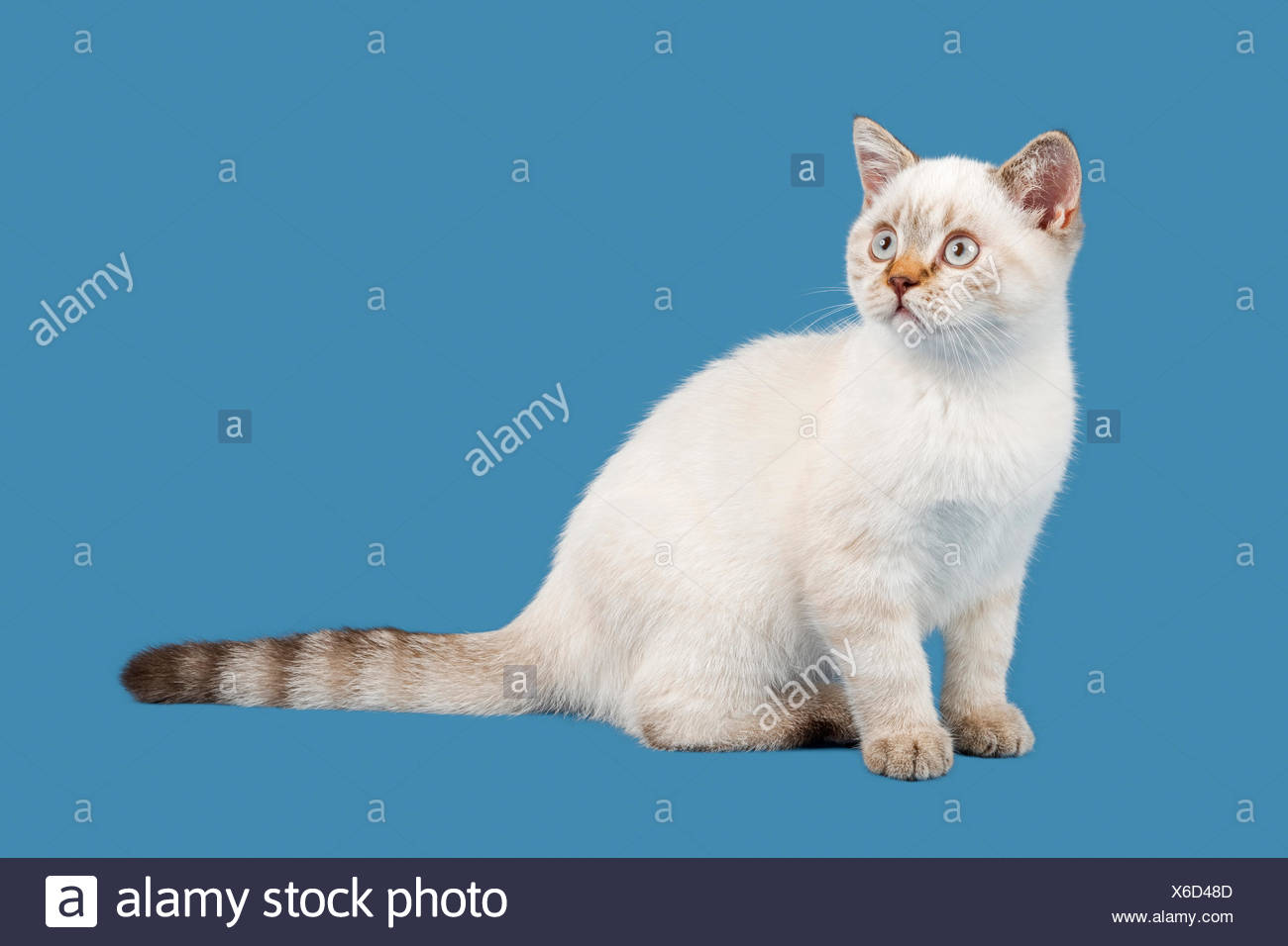 British Shorthair Kitten 10 Weeks Colour Chocolate Lynx Point