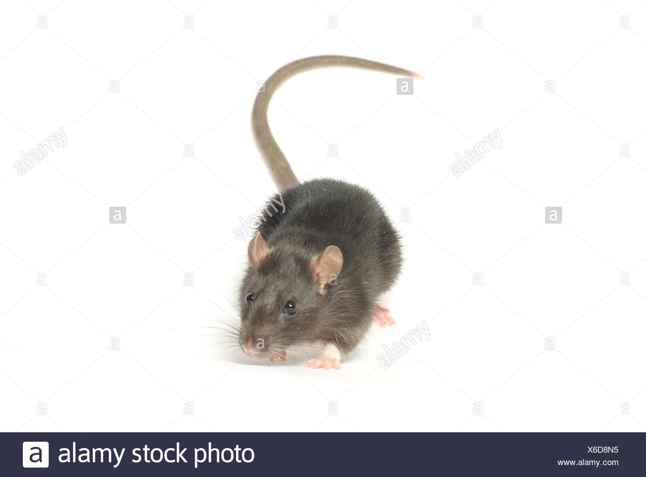 Rodent hairy tail grey Rodent hairy tail grey