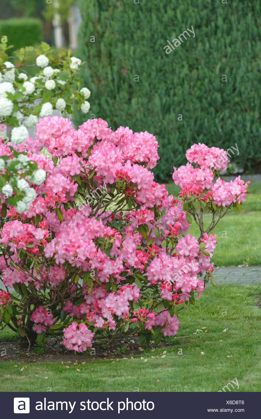 Rhododendron Anuschka High Resolution Stock Photography And Images Alamy
