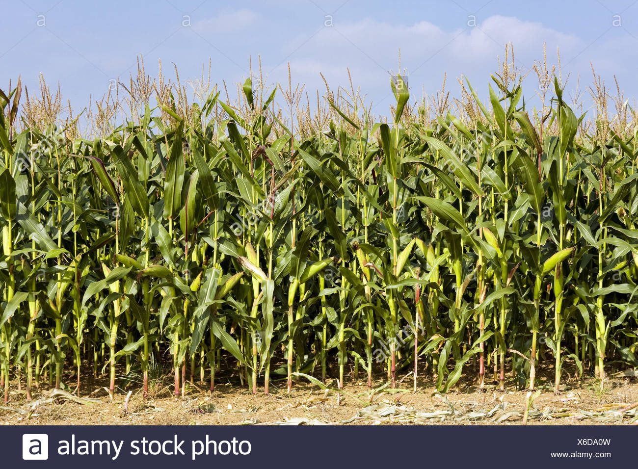 Corn field, Zea mays, agriculture, field economy, economy