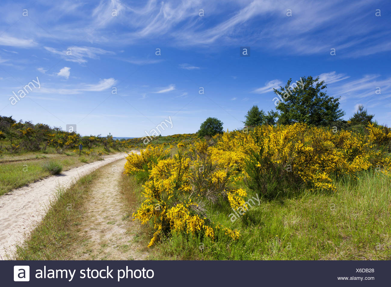 Scotch Broom Cytisus Scoparius Sarothamnus Scoparius Vehicle
