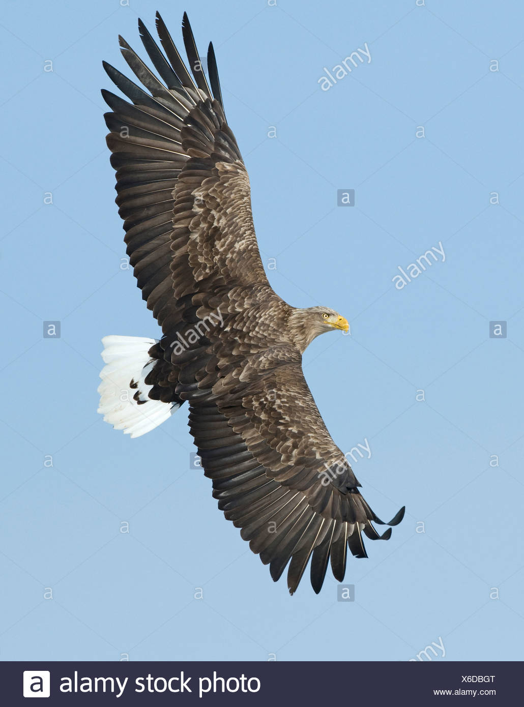 White tailed Eagle Sea Eagle Haliaeetus albicilla Norway Stock Photo