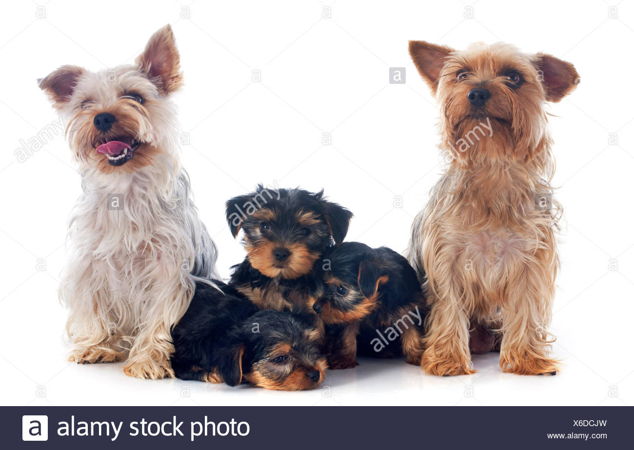 yorkshire terrier family dog