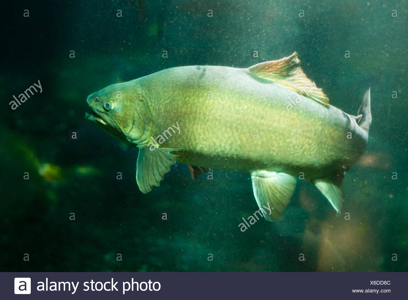 Hybrid Trout High Resolution Stock Photography and Images Alamy