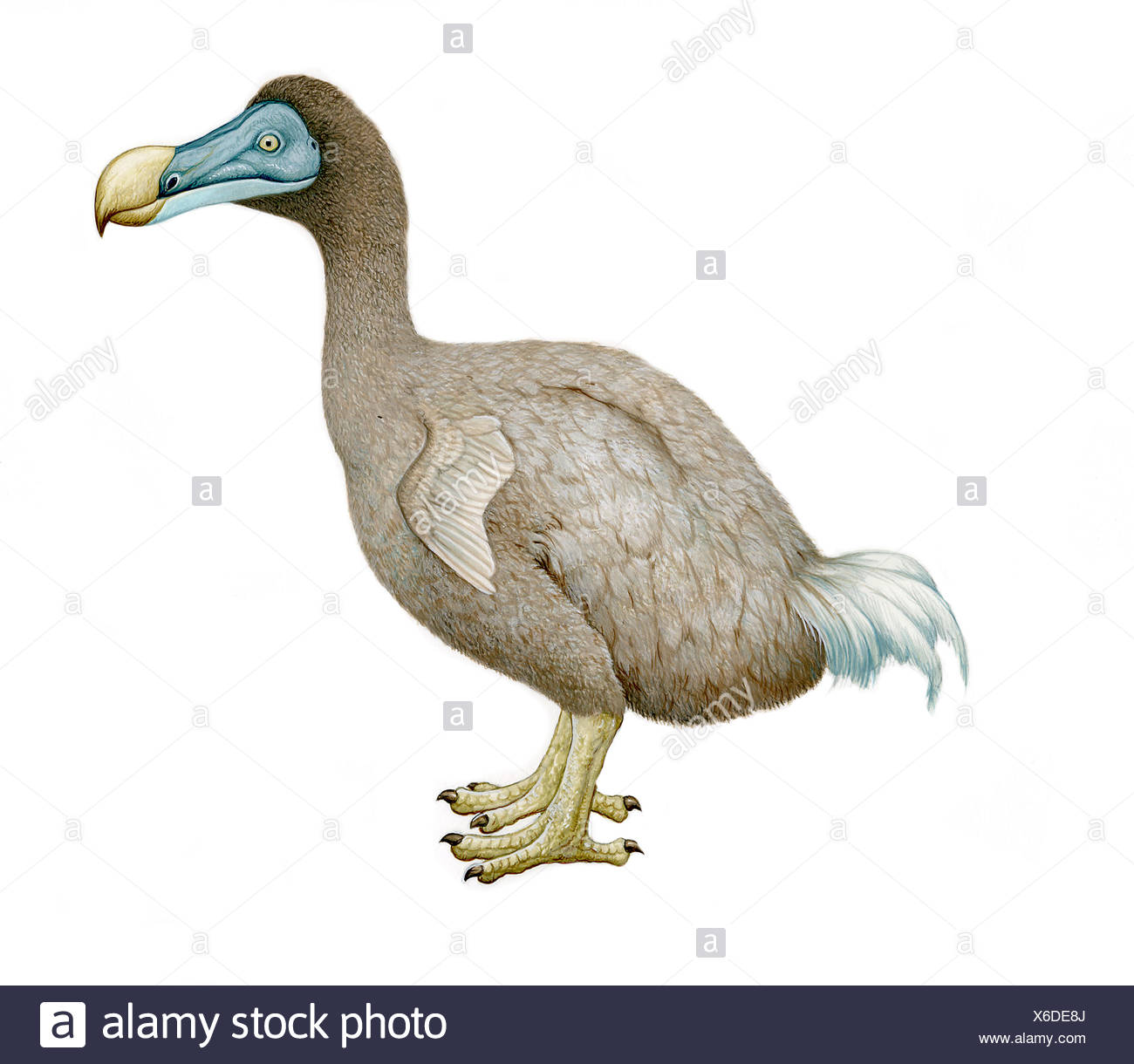 Dodo Bird Illustration High Resolution Stock