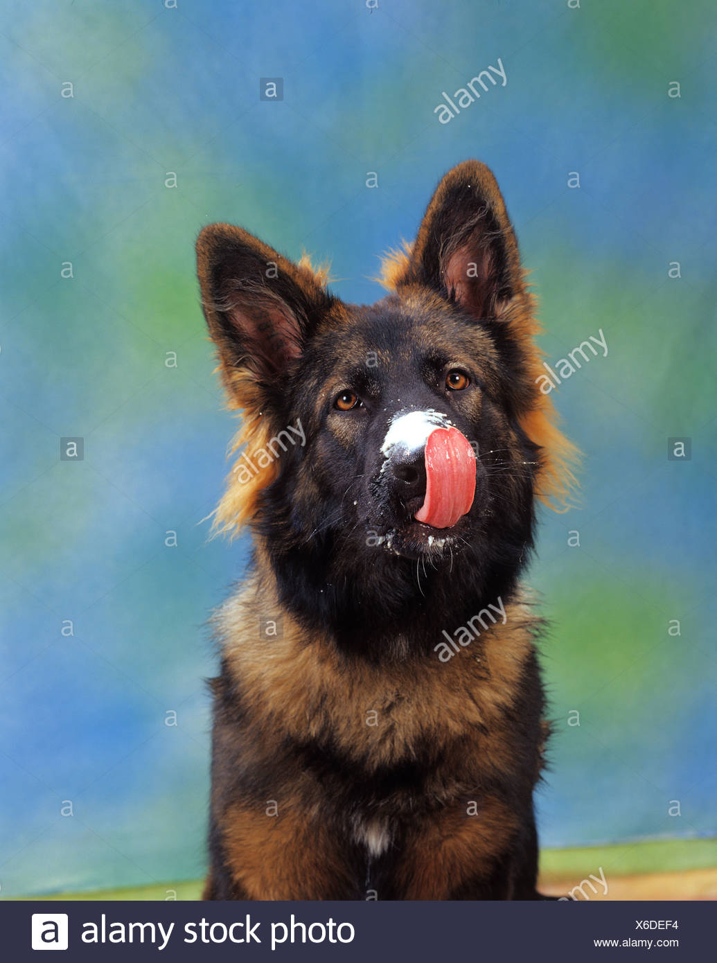dog licking muzzle