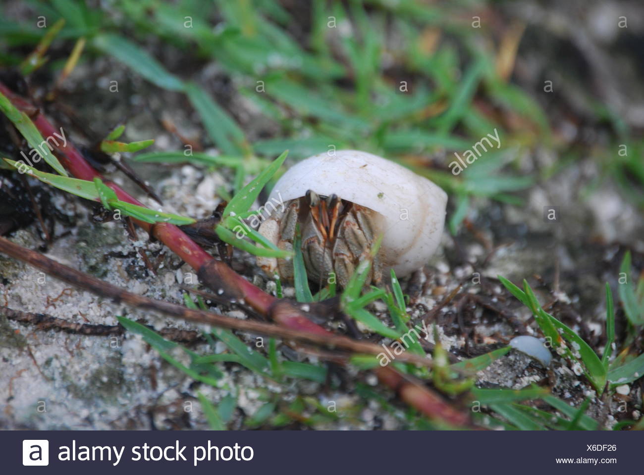 Hatching Egg Stock Photos & Hatching Egg Stock Images Alamy