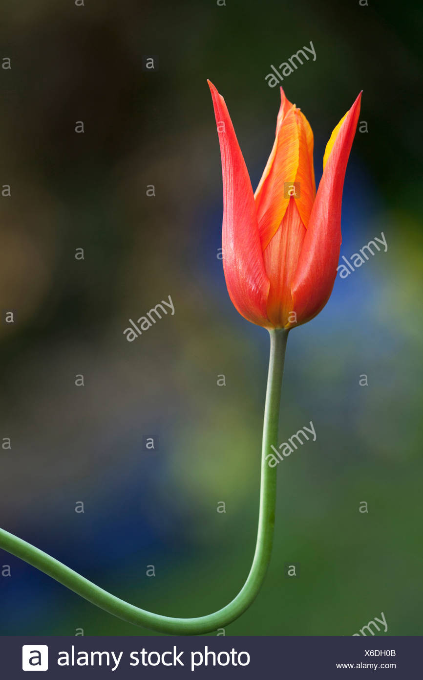 Tulipa Ballerina. Single flower on upwardly curved stem Stock Photo - Alamy
