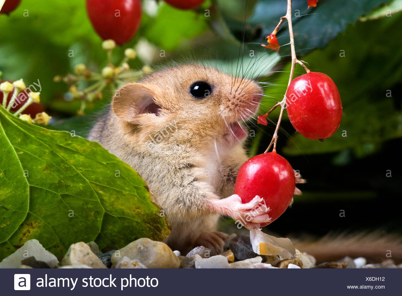 Dormouse Stock Photos & Dormouse Stock Images Alamy