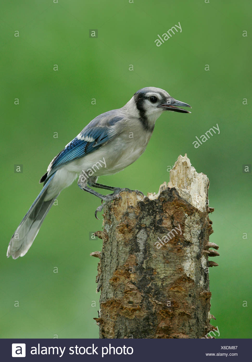 Young Blue Jay High Resolution Stock Photography And Images Alamy Young Blue Jay High Resolution Stock Photography And Images Alamy