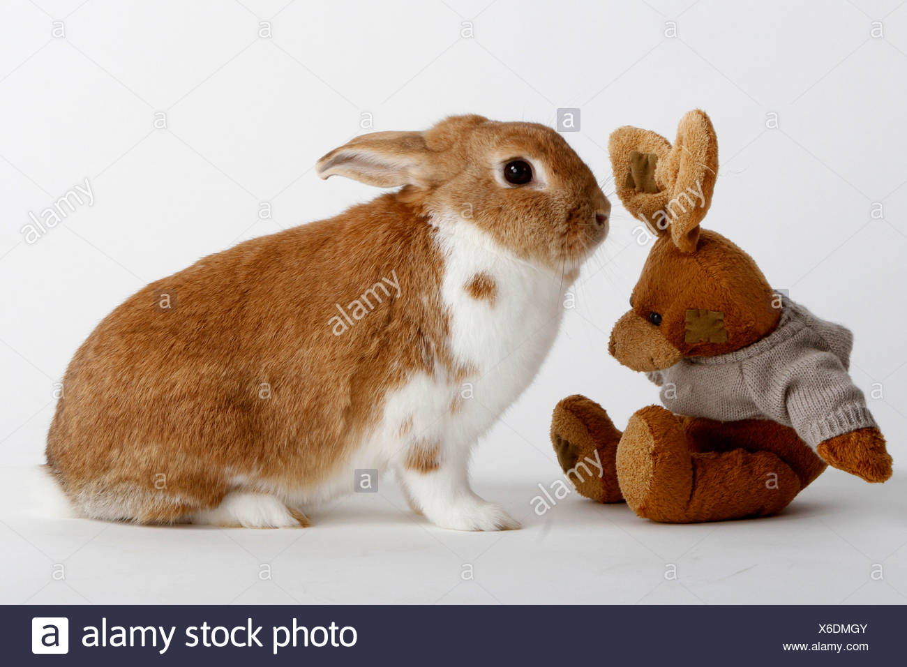 netherland dwarf rabbit toys
