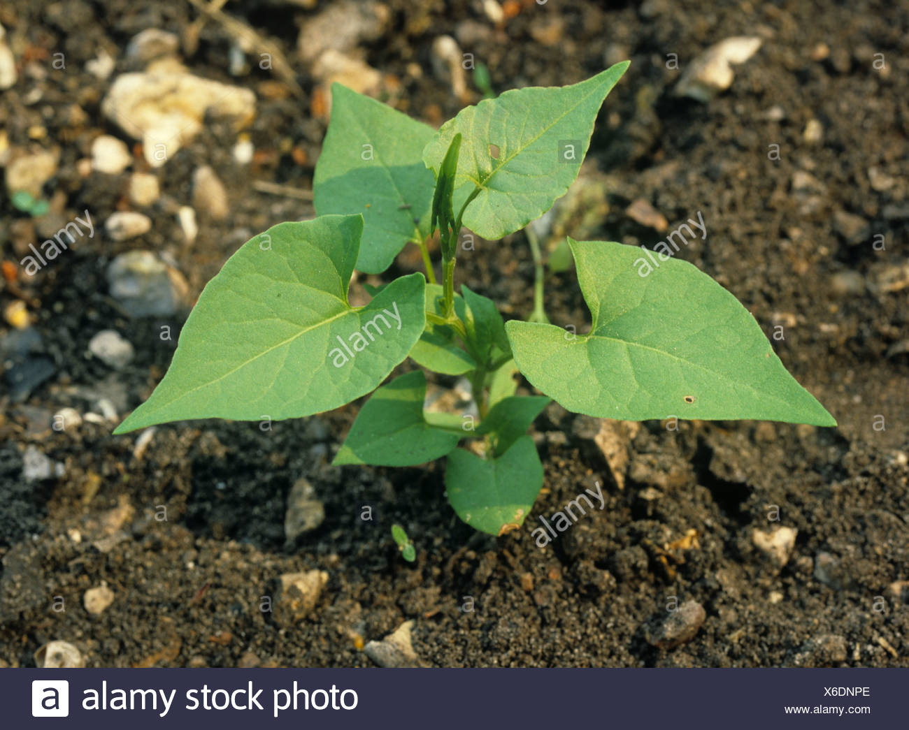 Black Bindweed High Resolution Stock Photography and Images - Alamy