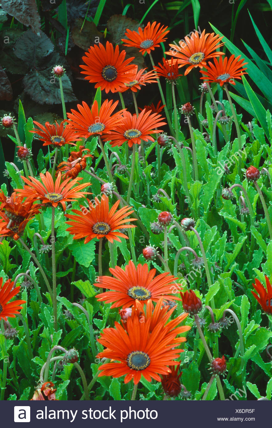 Orange African Daisies High Resolution Stock Photography and Images Alamy