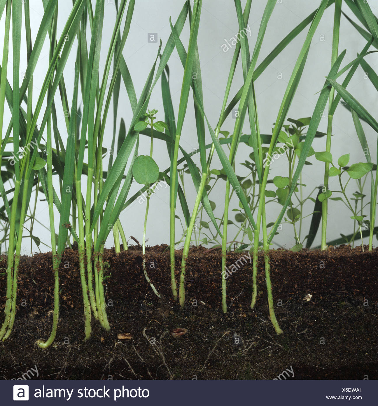 Broad Leaf Weeds High Resolution Stock Photography and Images - Alamy
