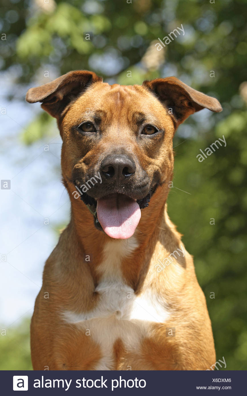 malinois mix breed