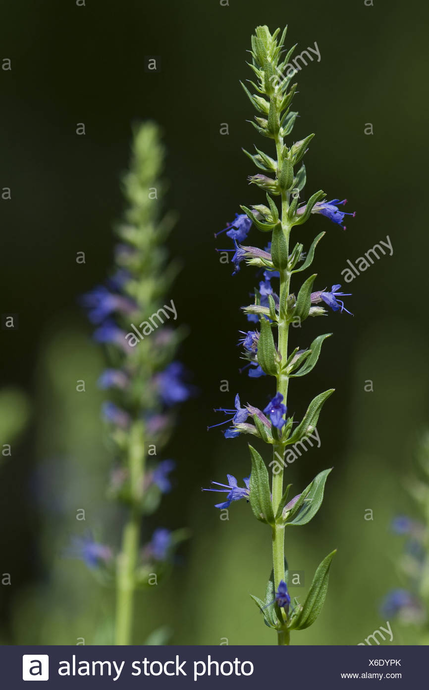 Hyssop Herb Stock Photos & Hyssop Herb Stock Images - Alamy