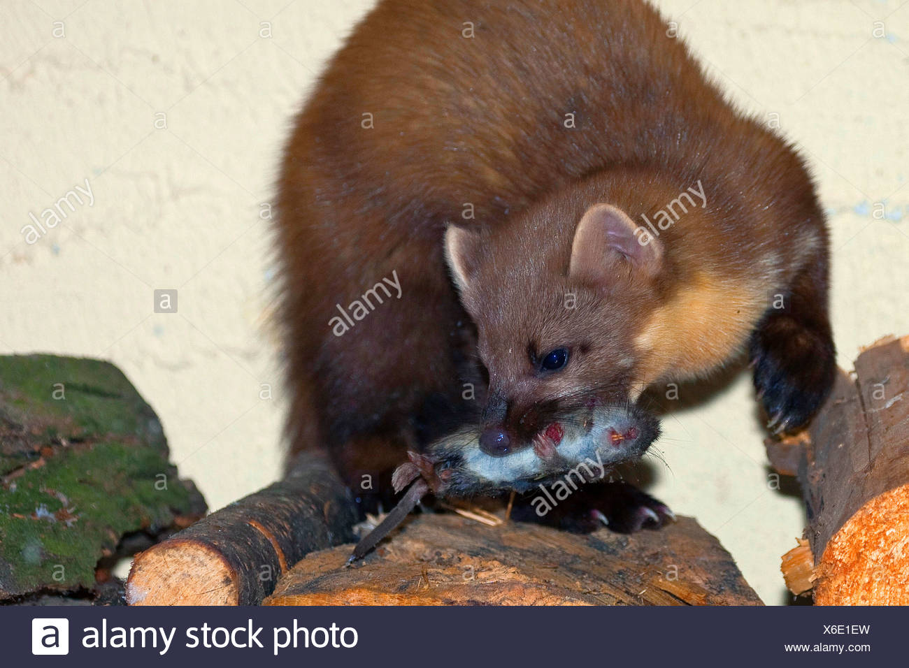 pine marten plush