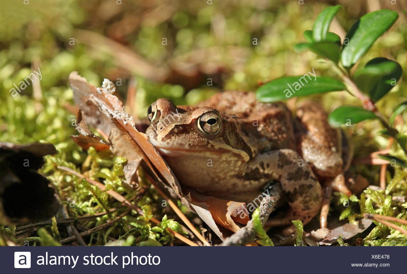 Toad Jumping Stock Photos & Toad Jumping Stock Images Alamy