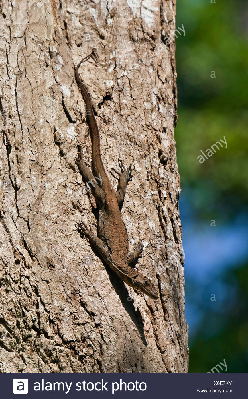 Lizards Climb Tree High Resolution Stock Photography and Images Alamy