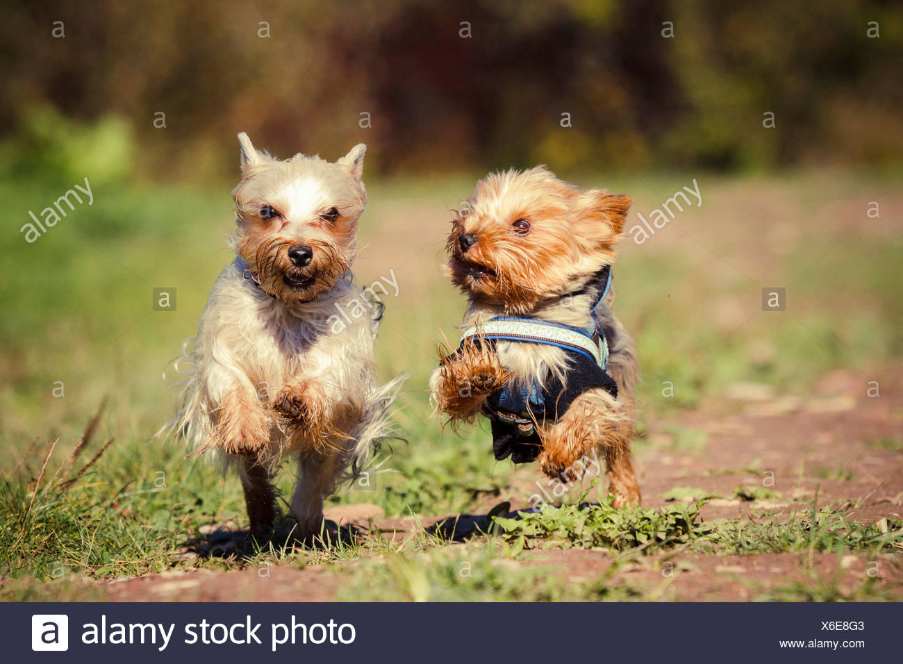 Yorkshire Terrier And An Australian Silky Terrier Running Next To Each Other Stock Photo Alamy