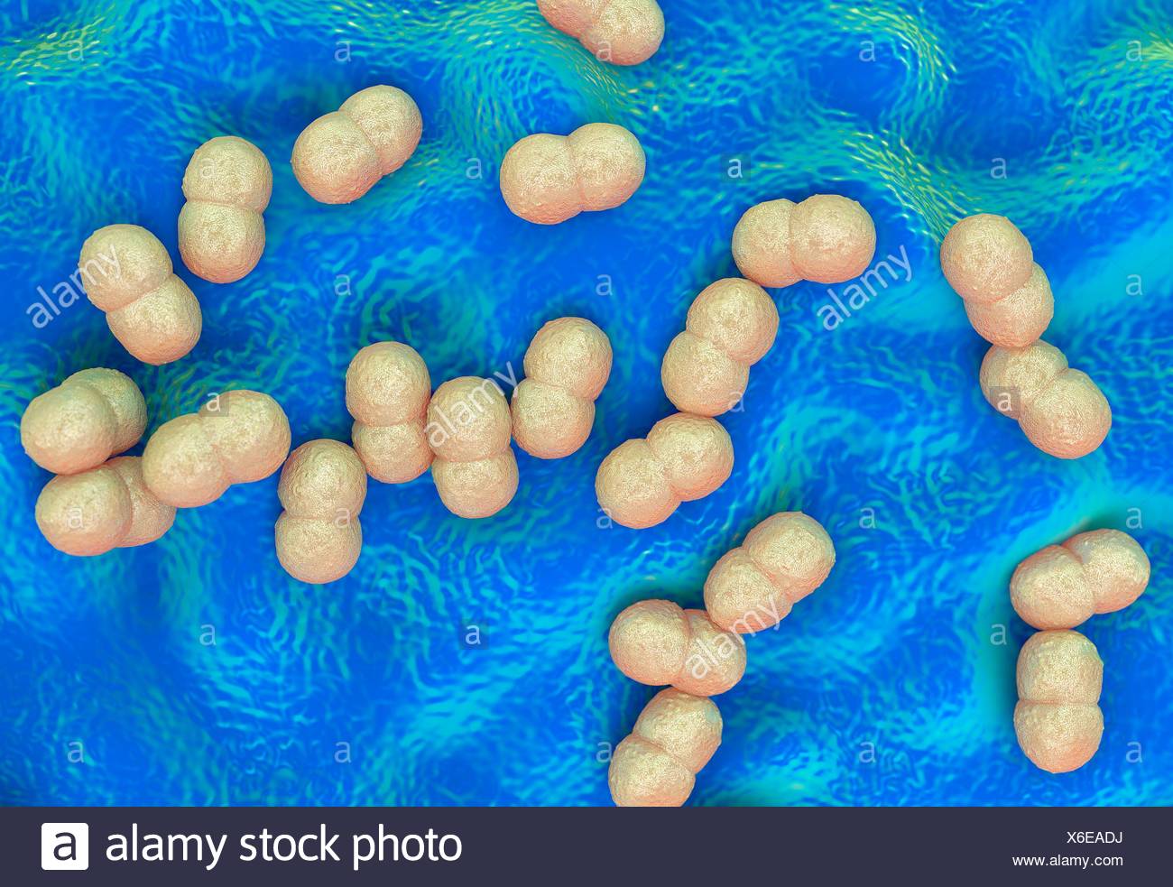 Staphylococcus Epidermidis Bacteria Stock Photo Alamy