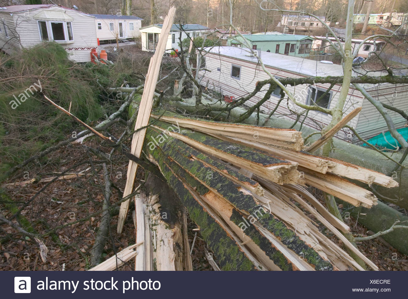 Tree Blown Over Stock Photos & Tree Blown Over Stock Images Alamy