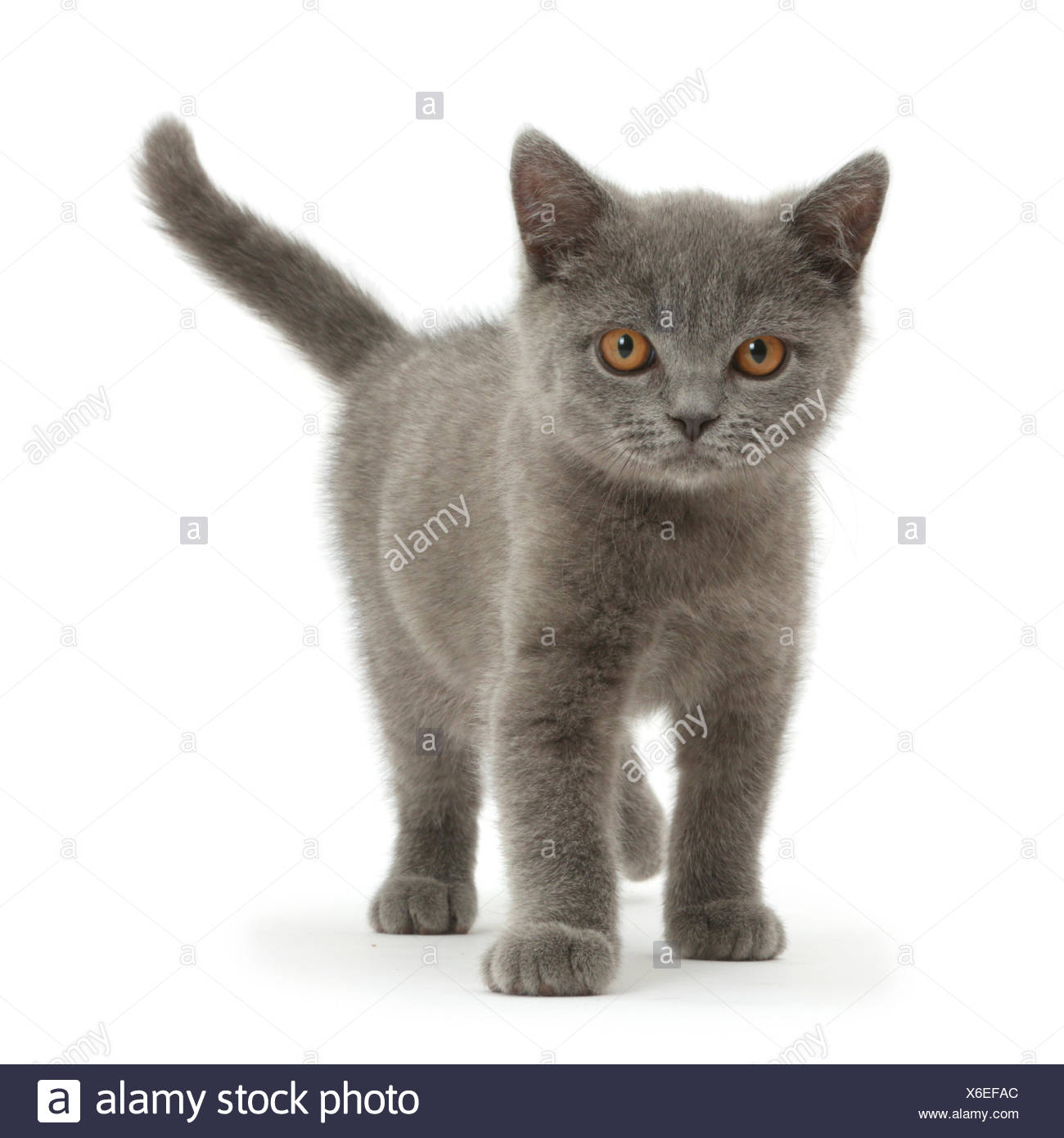 Blue British Shorthair Kitten Standing Stock Photo 279373204 Alamy