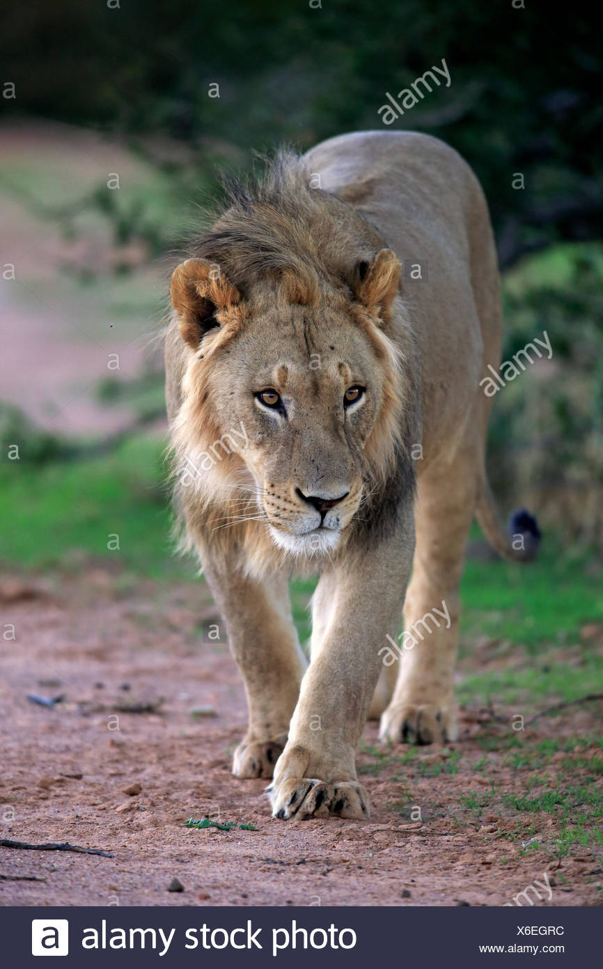 Lion Prowling High Resolution Stock Photography and Images - Alamy