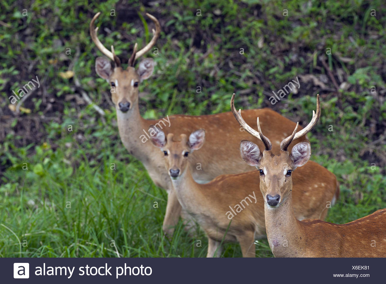 Cervus Eldii High Resolution Stock Photography and Images - Alamy